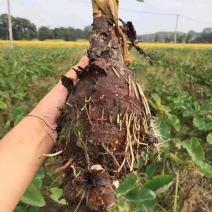 【桂林荔浦芋头】正宗荔浦芋头，肉质细嫩，特别的粉，蒸、炒