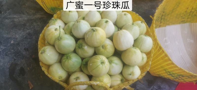 广西香瓜苗甜瓜苗广蜜一号银辉美农品种量大价优