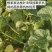 广西香瓜苗甜瓜苗广蜜一号银辉美农品种量大价优