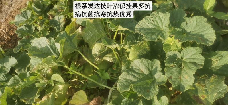 广西香瓜苗甜瓜苗广蜜一号银辉美农品种量大价优