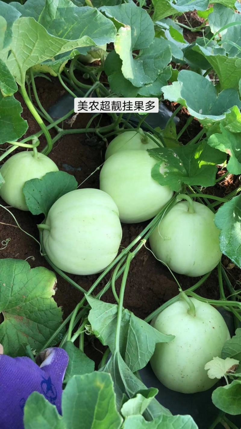 广西香瓜苗甜瓜苗广蜜一号银辉美农品种量大价优