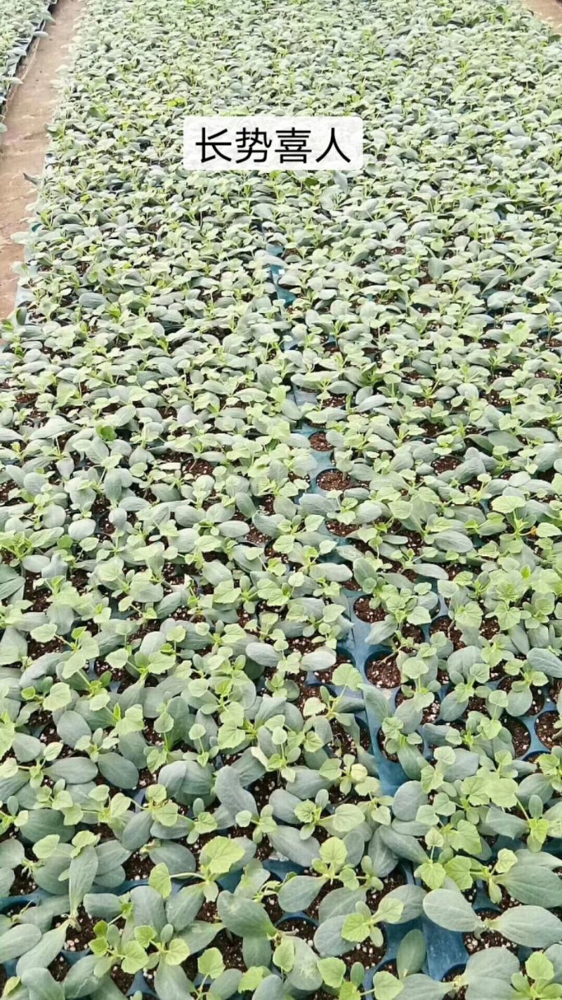 广西香瓜苗甜瓜苗广蜜一号银辉美农品种量大价优