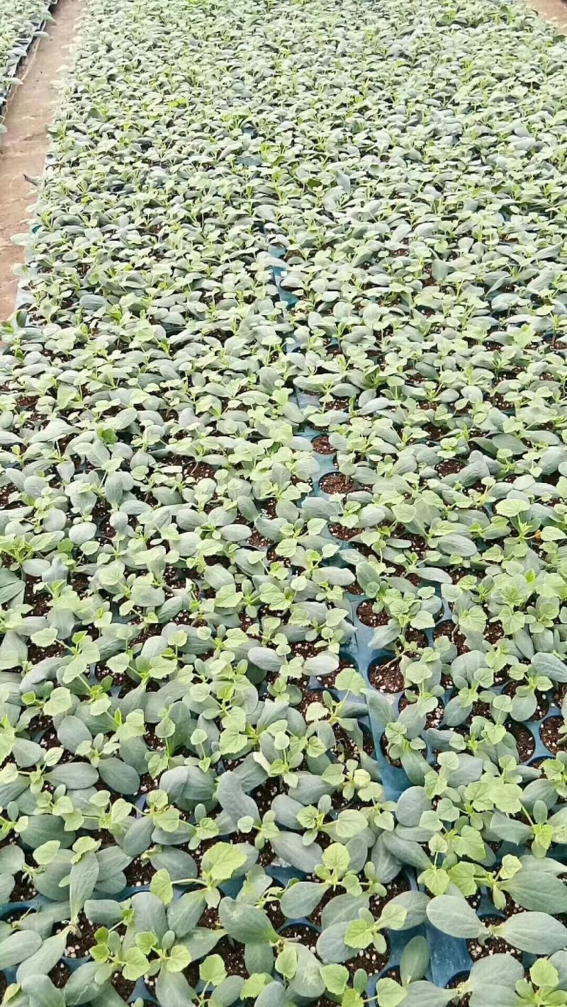 广西香瓜苗甜瓜苗广蜜一号银辉美农品种量大价优