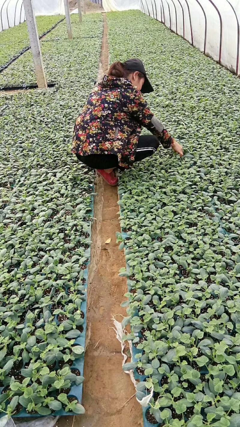 广西香瓜苗甜瓜苗广蜜一号银辉美农品种量大价优