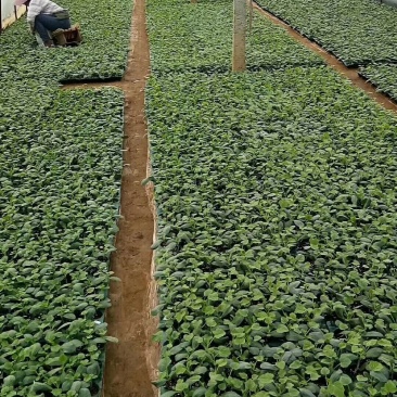 广西香瓜苗甜瓜苗广蜜一号银辉美农品种量大价优