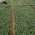 广西香瓜苗甜瓜苗广蜜一号银辉美农品种量大价优