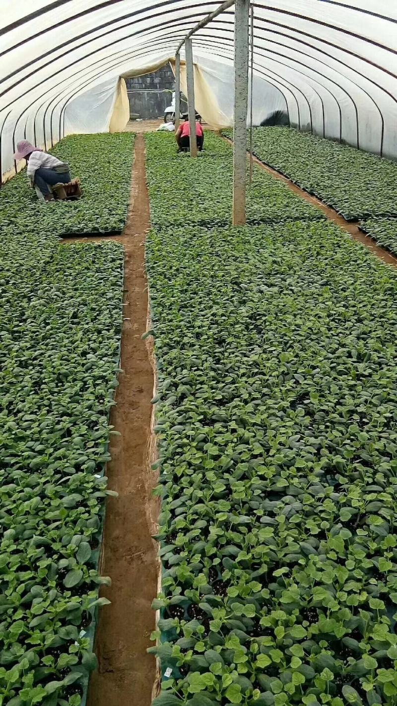 广西香瓜苗甜瓜苗广蜜一号银辉美农品种量大价优