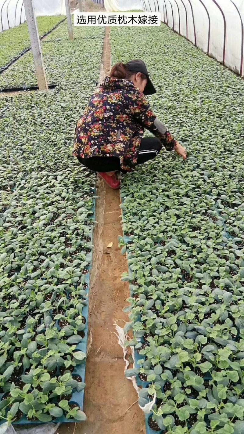 广西香瓜苗甜瓜苗广蜜一号银辉美农品种量大价优
