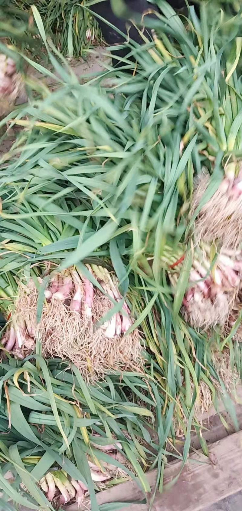 蒜苗，红皮白底，产地看货，价格便宜，货发全国，