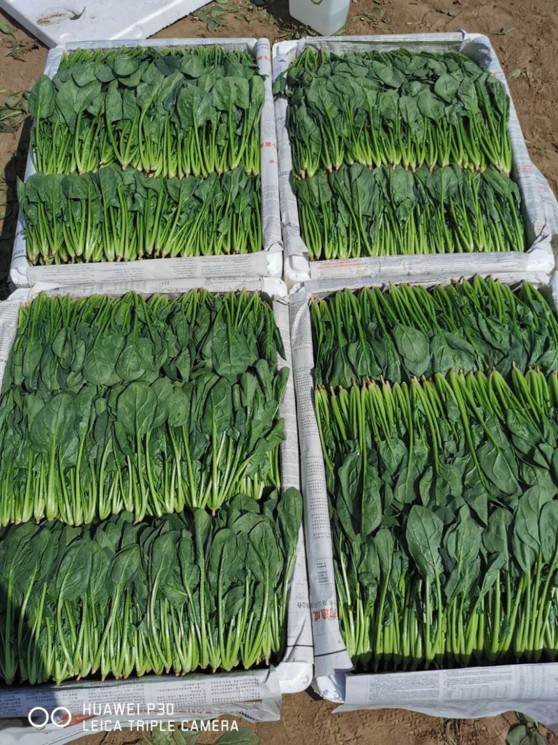 香港新疆精品18至20、25到30公分精品菠菜