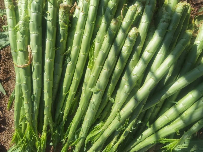 莴苣【云南精品莴苣莴苣杆子】新鲜莴笋热卖产地批发