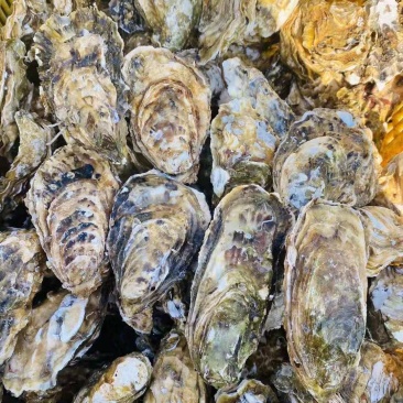乳山精品蚝肥度9成三倍体薄壳显个全规格走货价好