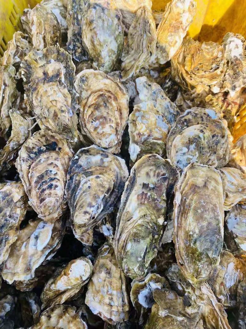 乳山精品蚝肥度9成三倍体薄壳显个全规格走货价好