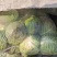 精品圆包菜一手货源供应市场电商适合全国市场。