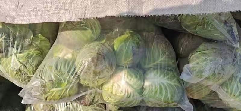 精品圆包菜一手货源供应市场电商适合全国市场。