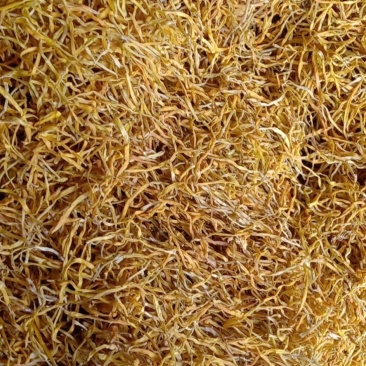 黄花菜大量现货批发，颜色好