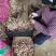 广东廉江新葱红葱头干货葱种产量高抗病强基地直供