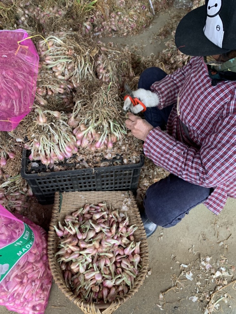 广东廉江新葱红葱头干货葱种产量高抗病强基地直供