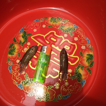 出售婆萨鱼，本地斗鱼，量大从优