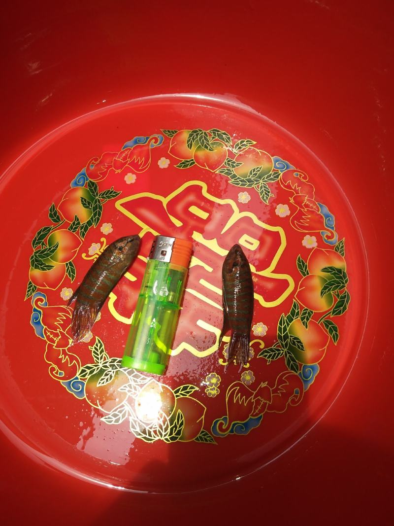 出售婆萨鱼，本地斗鱼，量大从优