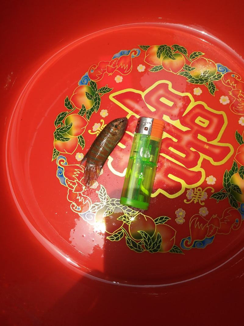 出售婆萨鱼，本地斗鱼，量大从优