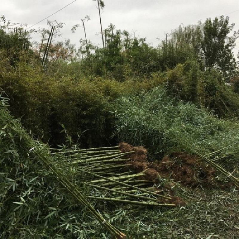 竹子苗庭院篱笆围墙盆栽户外大型植物风水竹四季常青不落叶