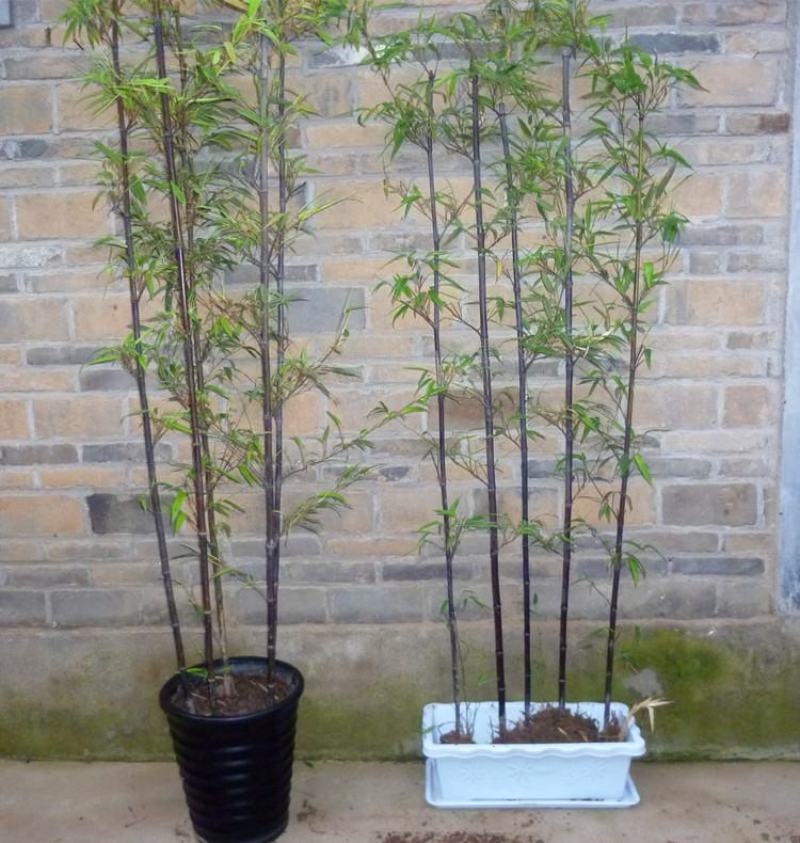 竹子苗庭院篱笆围墙盆栽户外大型植物风水竹四季常青不落叶