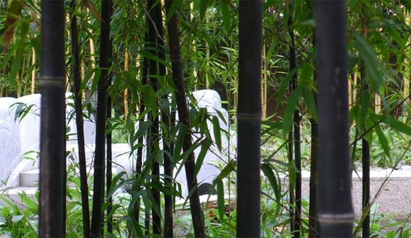 竹子苗庭院篱笆围墙盆栽户外大型植物风水竹四季常青不落叶