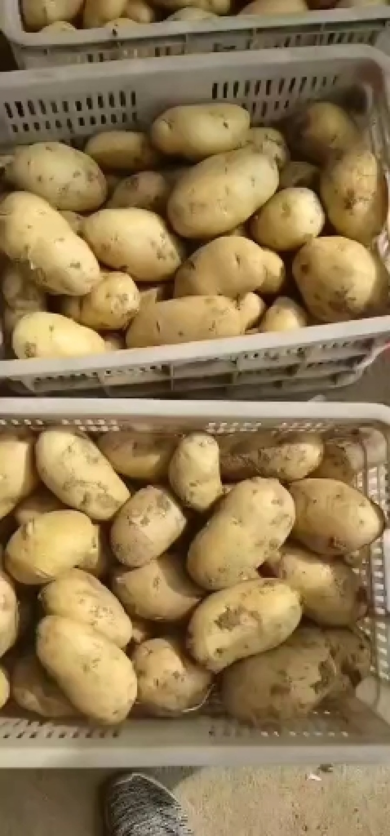 荷兰十五土豆山东土豆大量批发袋装箱装全国发货