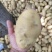 荷兰十五土豆山东土豆大量批发袋装箱装全国发货