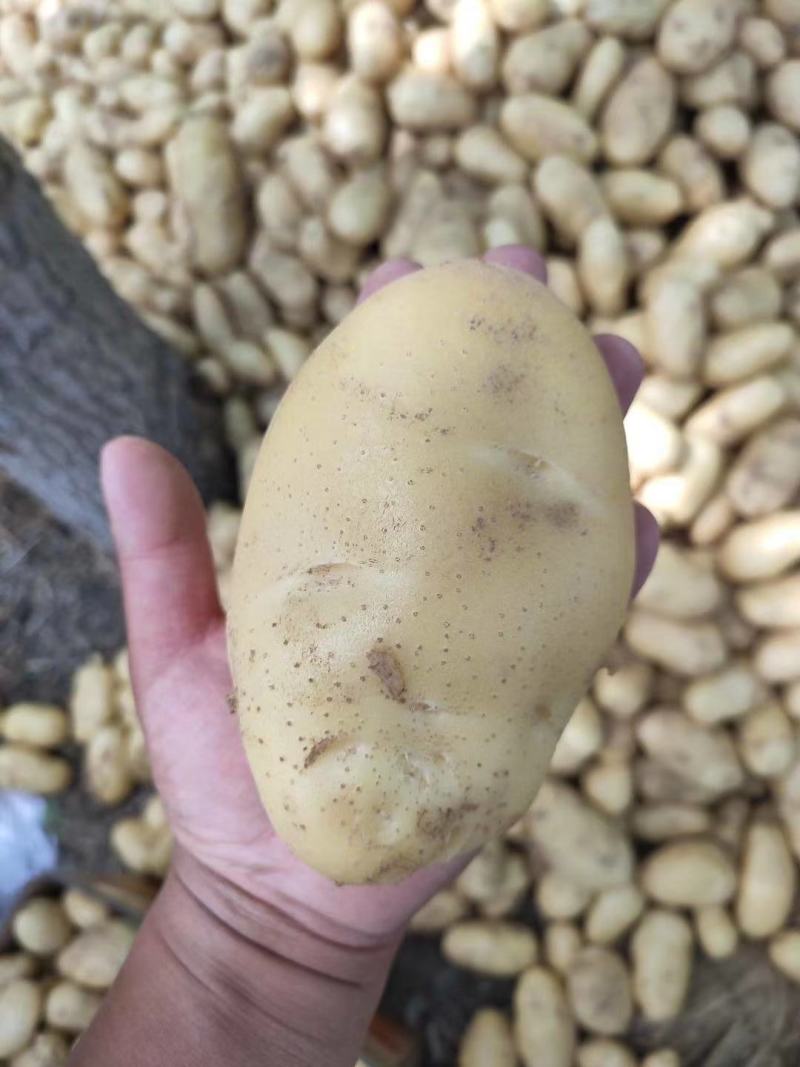 荷兰十五土豆山东土豆大量批发袋装箱装全国发货