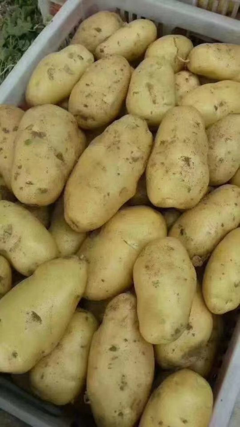 荷兰十五土豆山东土豆大量批发袋装箱装全国发货