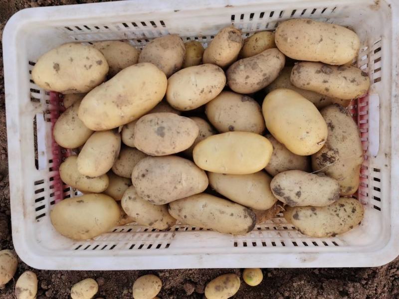 荷兰十五土豆山东土豆大量批发袋装箱装全国发货