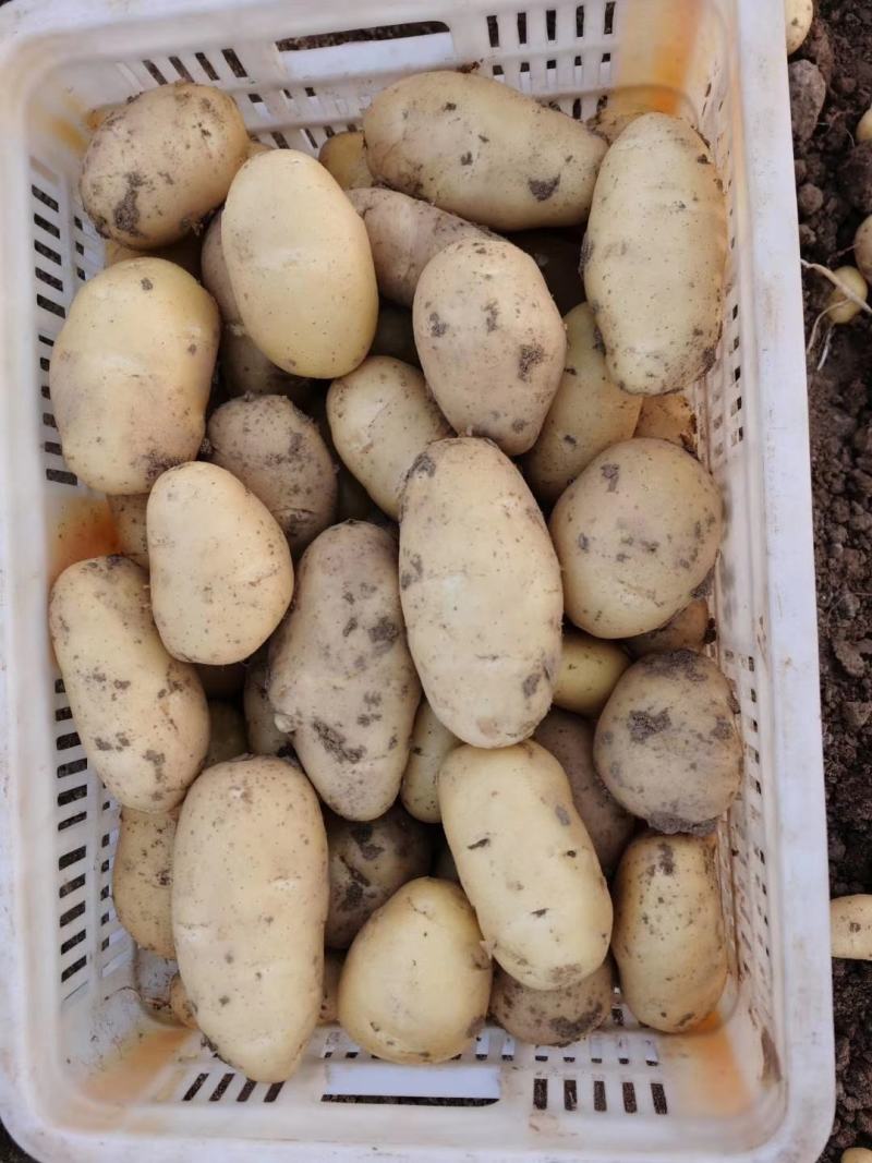 荷兰十五土豆山东土豆大量批发袋装箱装全国发货