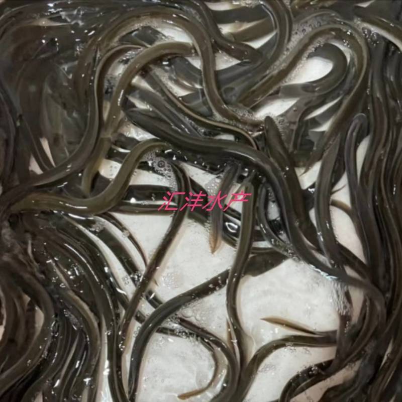 鳗鱼苗，白鳝苗品种优良，量大从优，技术支持，全国发货！