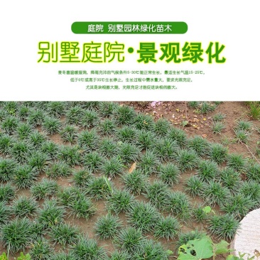 矮麦冬草耐寒庭院绿化草坪植物日本矮生麦冬草玉龙草麦冬