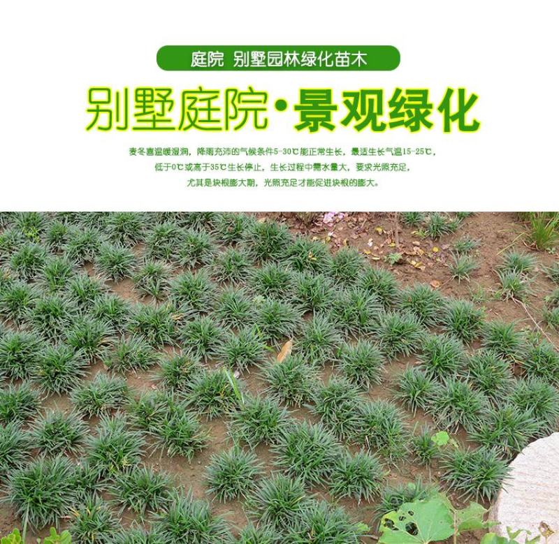 矮麦冬草耐寒庭院绿化草坪植物日本矮生麦冬草玉龙草麦冬