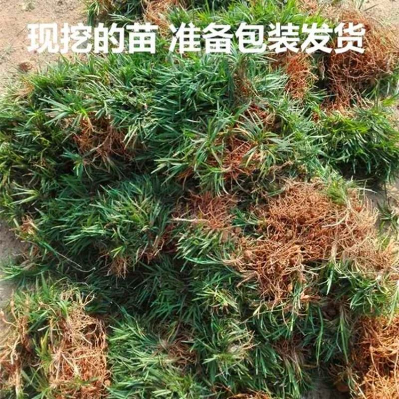 矮麦冬草耐寒庭院绿化草坪植物日本矮生麦冬草玉龙草麦冬