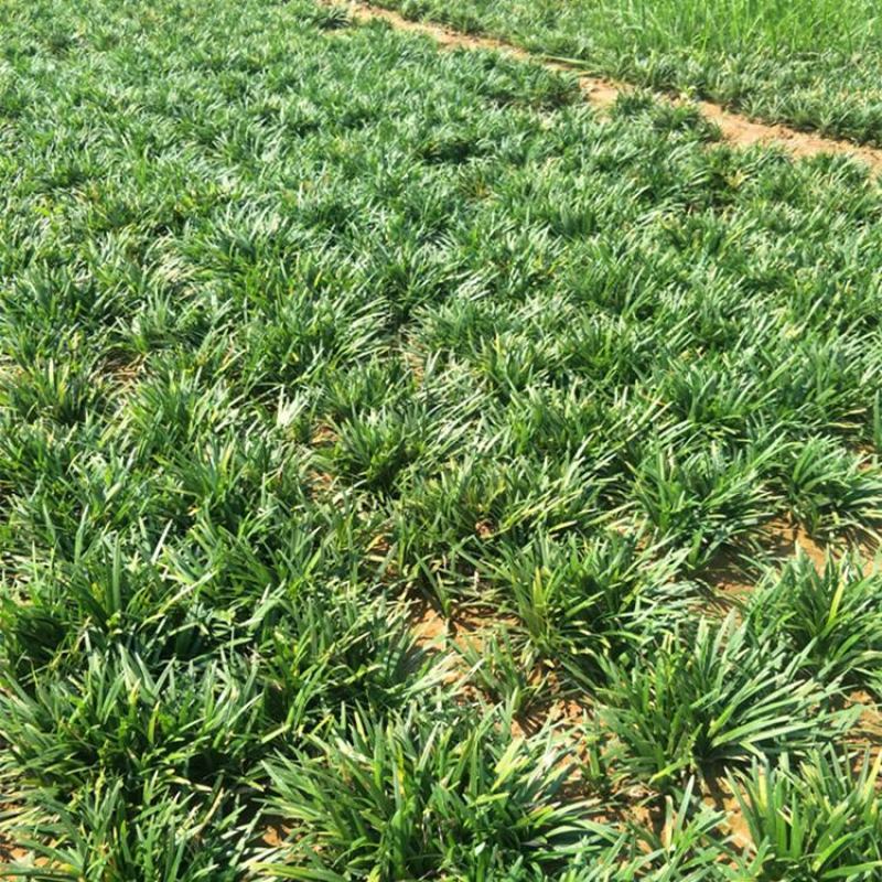 矮麦冬草耐寒庭院绿化草坪植物日本矮生麦冬草玉龙草麦冬