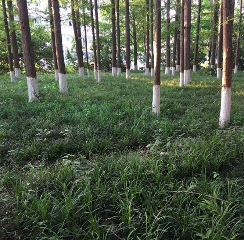 细叶麦冬庭院绿化苗花坛篱笆沿边植物小叶青叶耐寒植物麦冬草