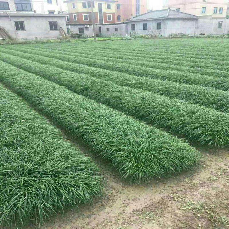 细叶麦冬庭院绿化苗花坛篱笆沿边植物小叶青叶耐寒植物麦冬草