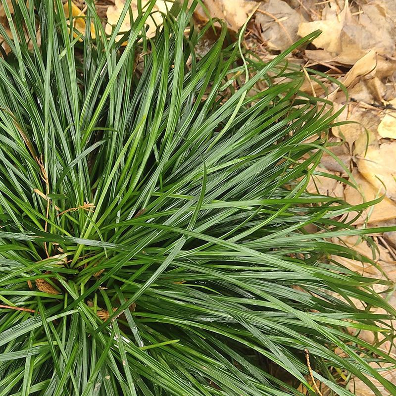 细叶麦冬庭院绿化苗花坛篱笆沿边植物小叶青叶耐寒植物麦冬草