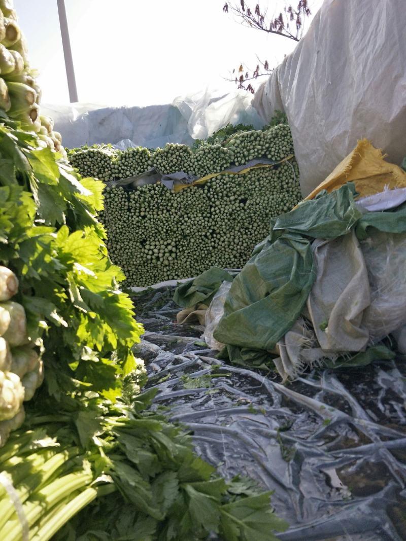 精品优质西芹，大棚西芹，美国西芹产地直供，直供全国各地。