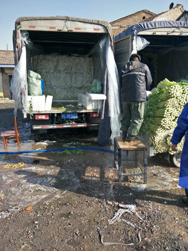 精品优质西芹，大棚西芹，美国西芹产地直供，直供全国各地。
