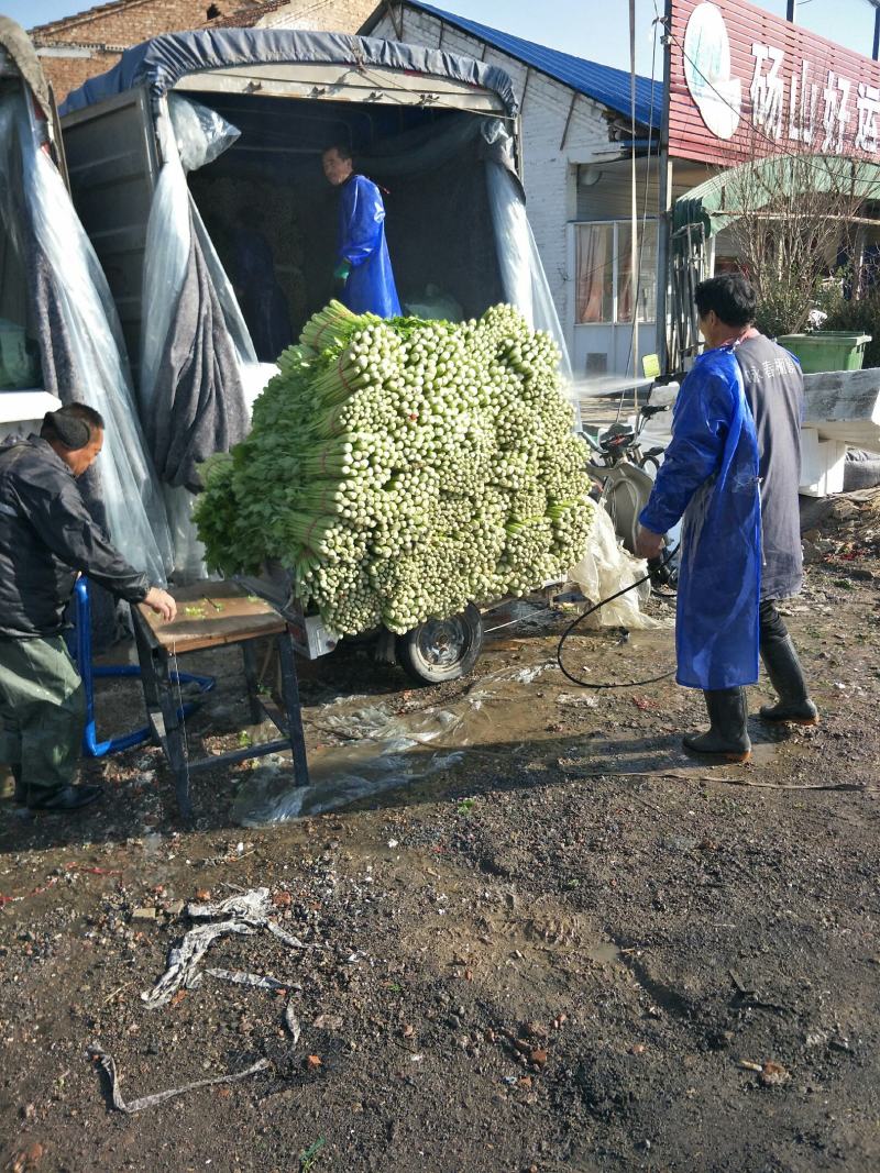 精品优质西芹，大棚西芹，美国西芹产地直供，直供全国各地。
