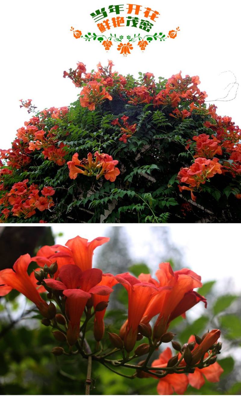 美国凌霄花苗爬藤植物花树苗老桩炮仗花北方庭院耐寒攀援爬墙