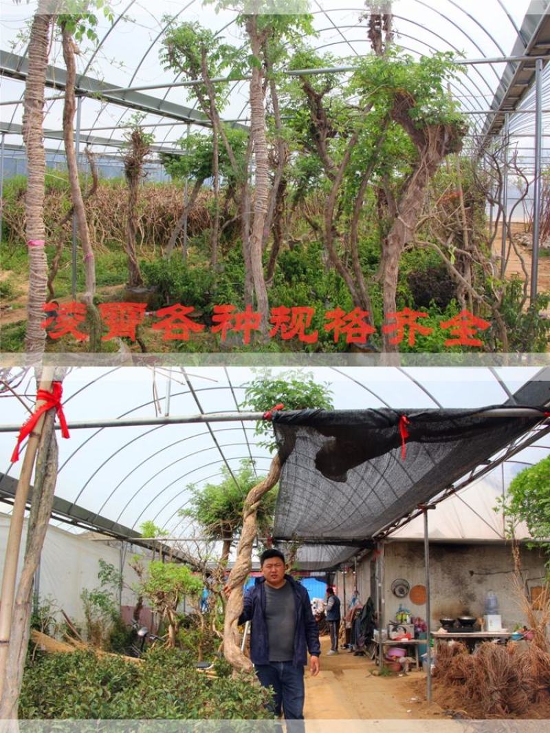 美国凌霄花苗爬藤植物花树苗老桩炮仗花北方庭院耐寒攀援爬墙