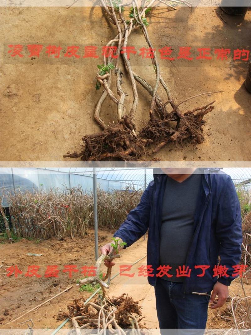 美国凌霄花苗爬藤植物花树苗老桩炮仗花北方庭院耐寒攀援爬墙