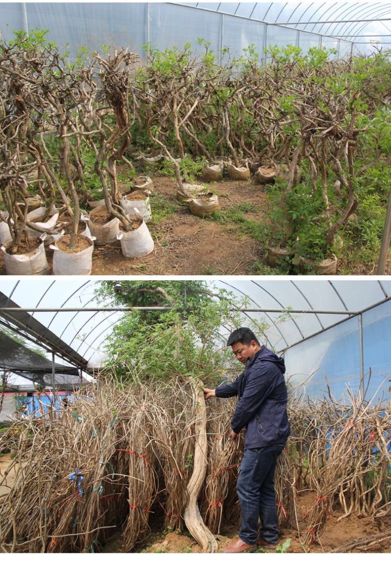 美国凌霄花苗爬藤植物花树苗老桩炮仗花北方庭院耐寒攀援爬墙
