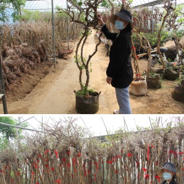 美国凌霄花苗爬藤植物花树苗老桩炮仗花北方庭院耐寒攀援爬墙